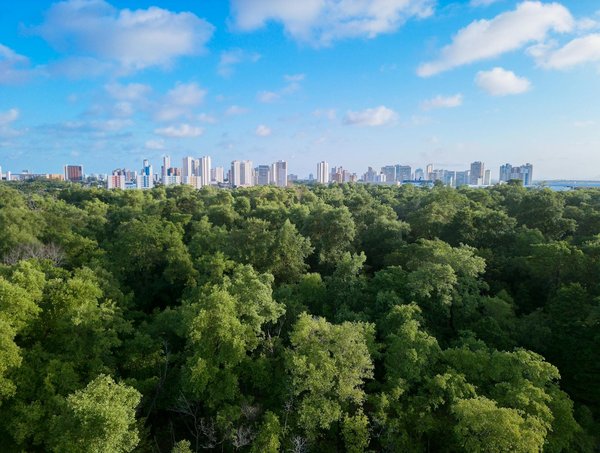 Comment réussir un gratin de poisson crémeux et savoureux