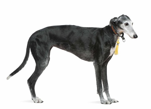 Exploration culturelle : Découvrez l'espagnol à travers sa gastronomie et ses traditions