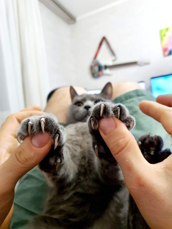 Comment limiter les griffures des chats ?