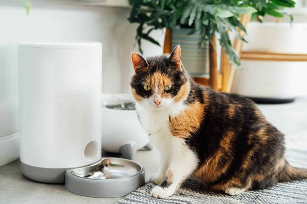 Fontaines à Eau : Hydratation saine chat