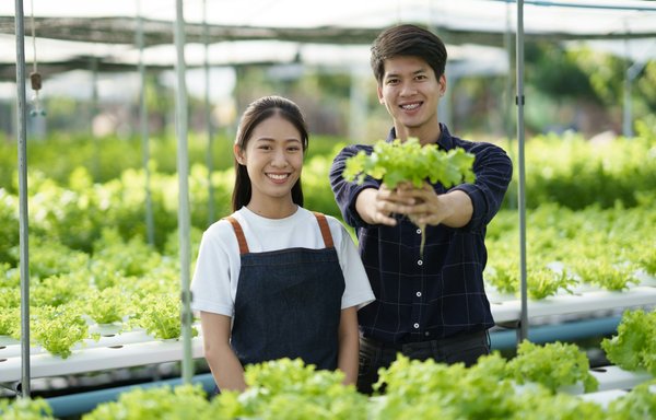 Les fondamentaux de la culture hydroponique : principes et histoire